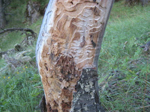 Tree damage in El Chalten NP