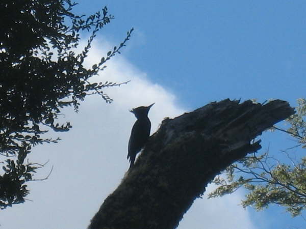 The cause of the Magellanic Woodpecker holes