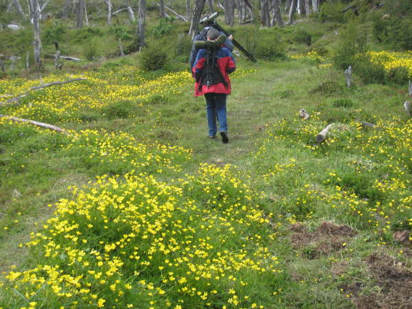 Penny in the buttercups