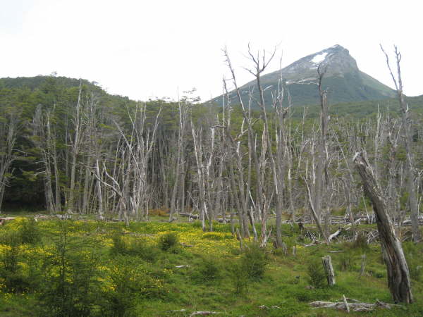 Beaver damage in Terra del Fuego NP