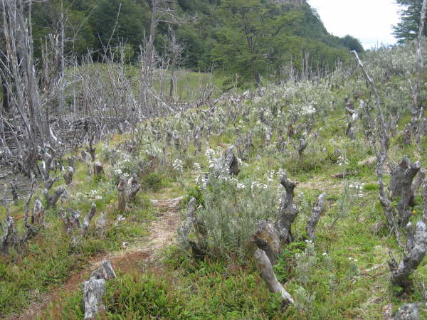 Beaver damage in Terra del Fuego NP