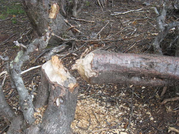 Beaver damage in Terra del Fuego NP