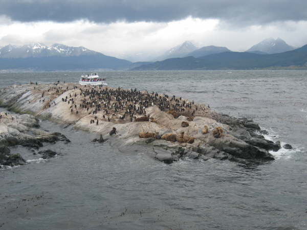 Cormorants from the Ushuaia catamaran trip
