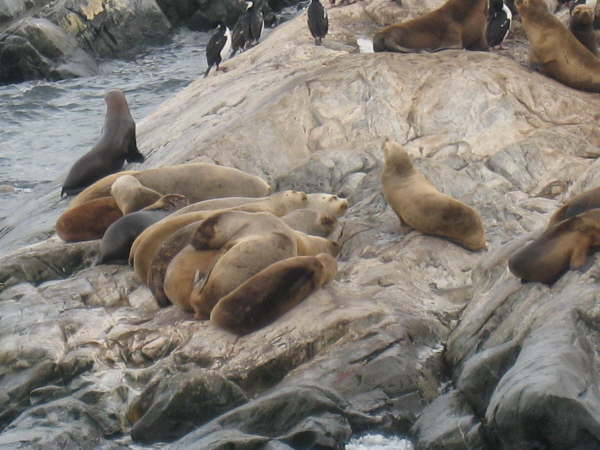 South American Sea-lions (last photo in this section)