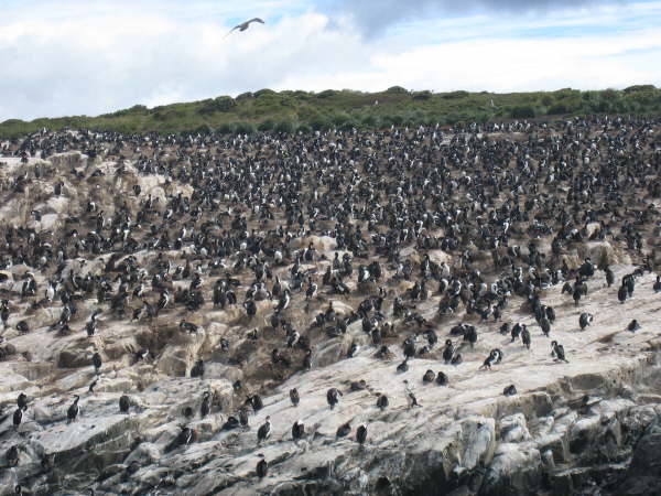 Cormorants from the Ushuaia catamaran trip