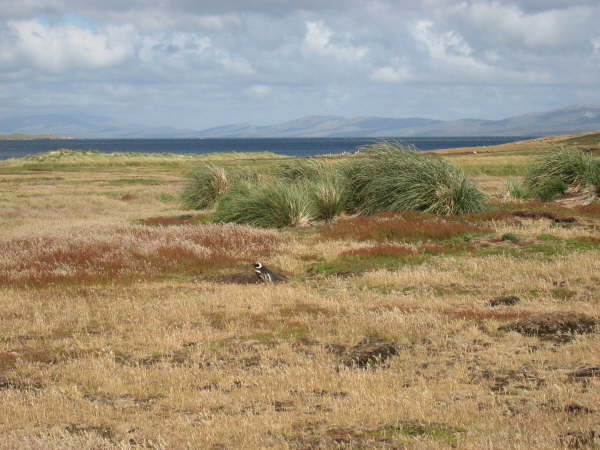 West Point Island, Falkland Islands