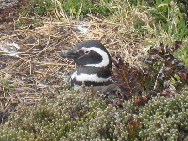 Resident of Gypsy Cove