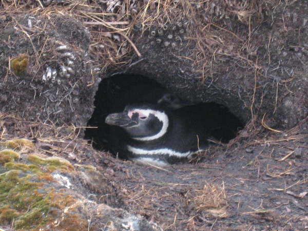Another resident of Gypsy Cove