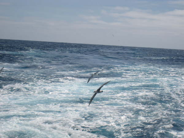 Black-browed albatross and giant petrel following the ship
