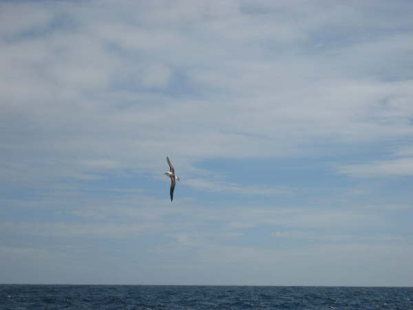Black-browed albatross following the ship