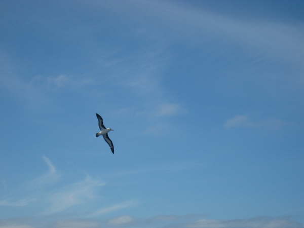 Black-browed albatross following the ship