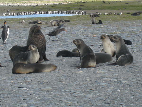 Antarctic Fur Seals