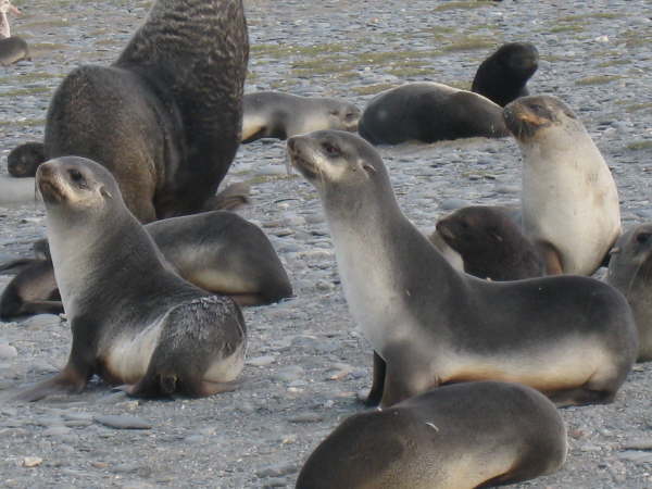 Antarctic Fur Seal