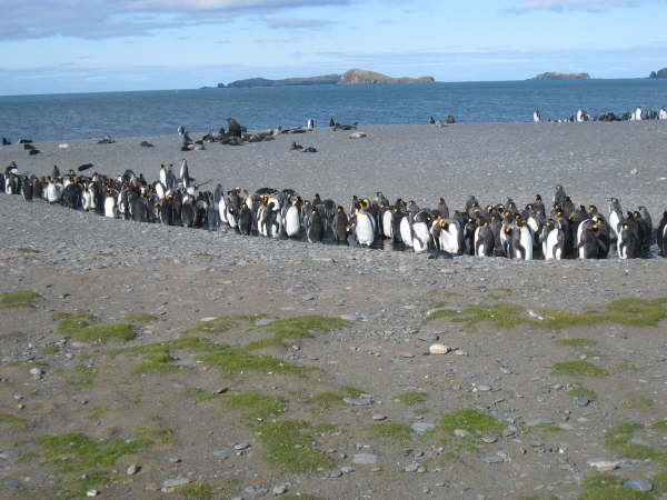 South Georgia, Salisbury Plain
