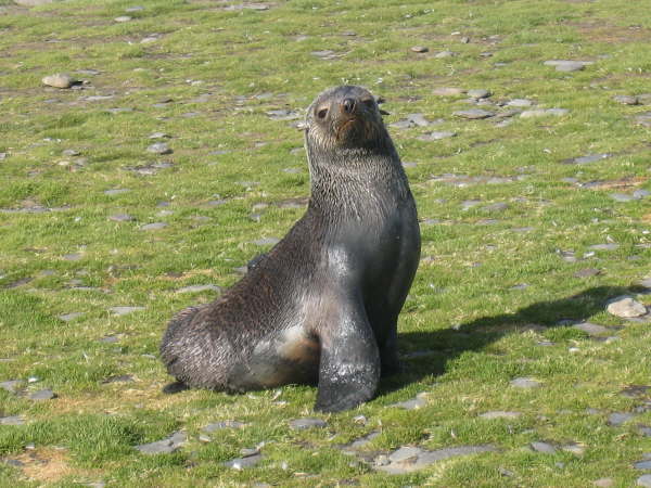 Antarctic Fur Seal