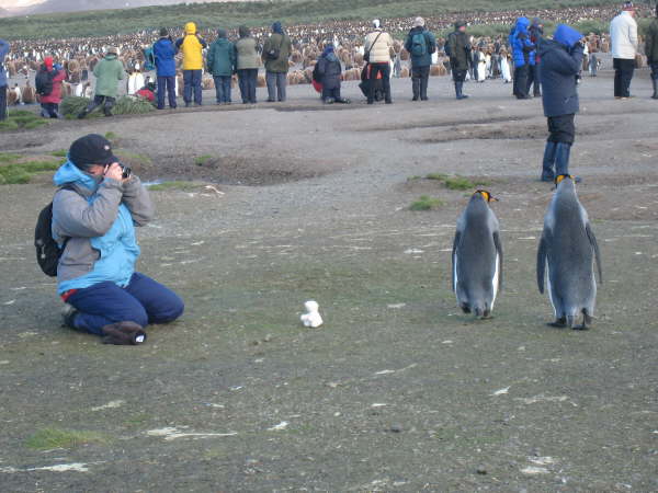 South Georgia, Salisbury Plain