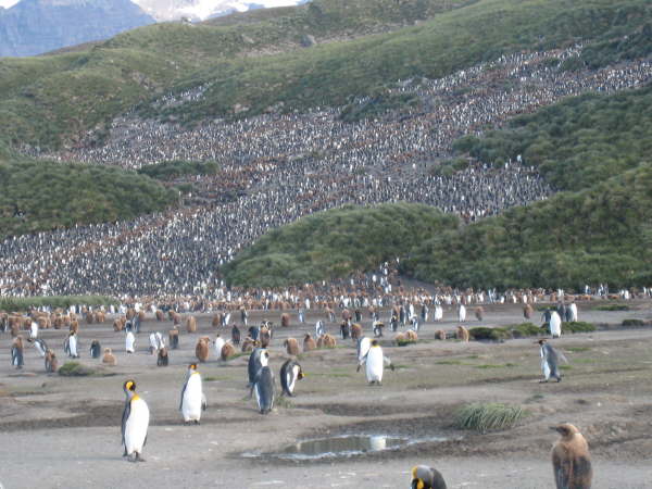 South Georgia, Salisbury Plain