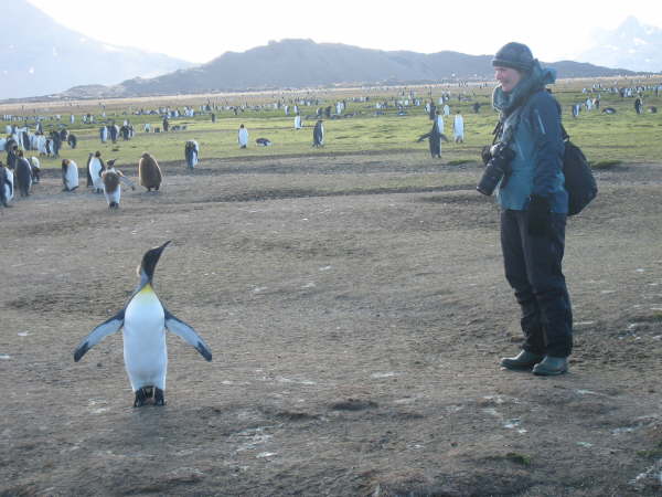 South Georgia, Salisbury Plain