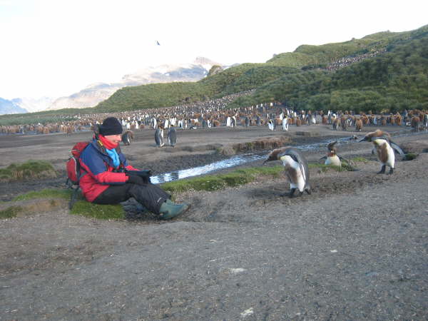 South Georgia, Salisbury Plain