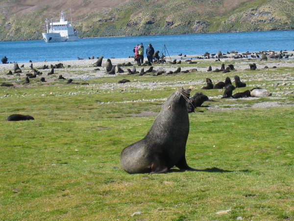 South Georgia, Stromness