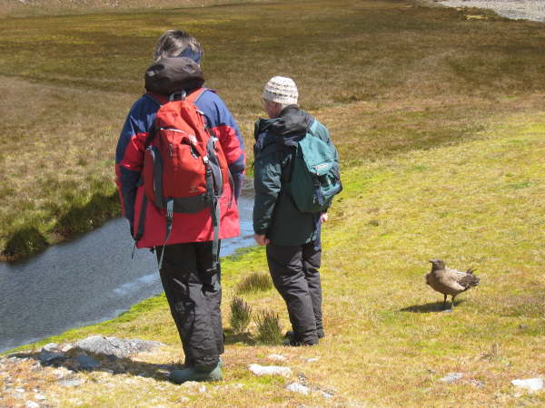 South Georgia, Stromness: the tame brown skua