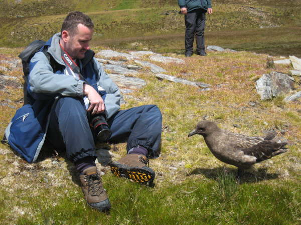 South Georgia, Stromness: the tame brown skua