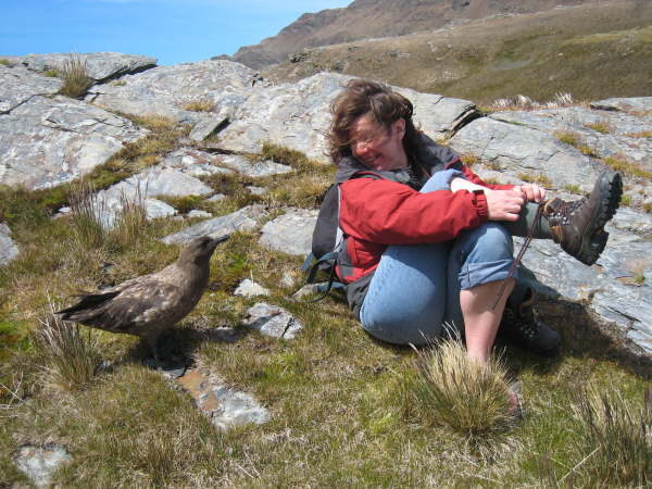 South Georgia, Stromness: the tame brown skua