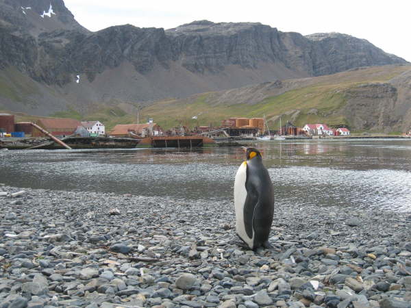 King Penguin at Grytviken