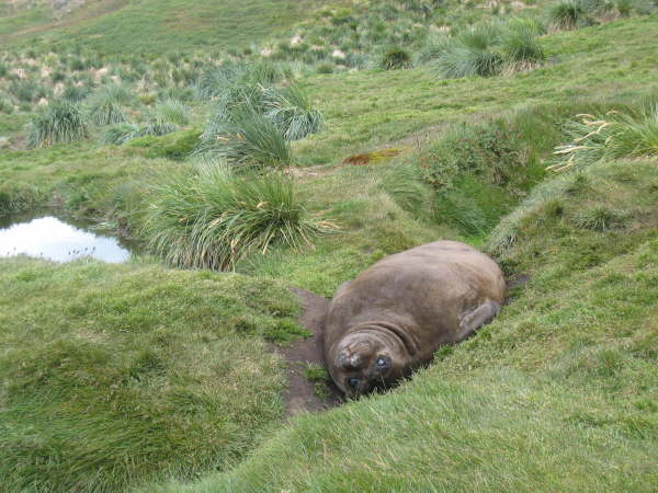 Elephant Seal