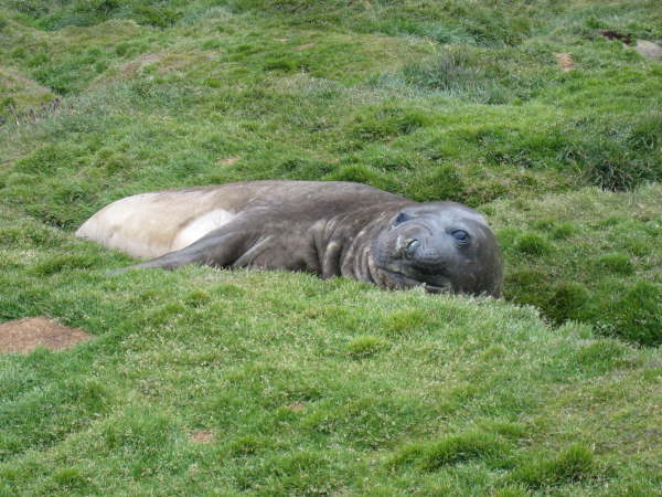 Elephant Seal