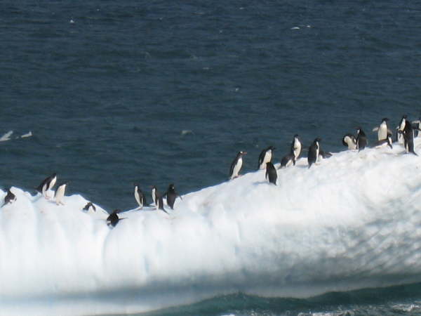 En route to the Antarctic Peninsula
