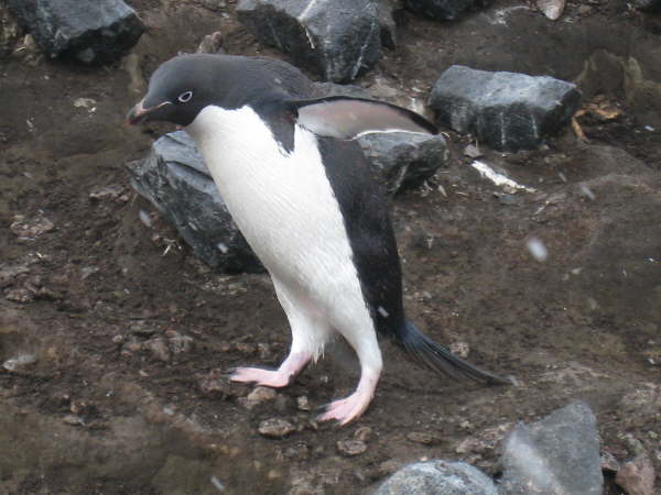 Adelie Penguin