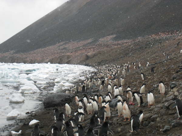 Devil Island, Antarctic Peninsula (Adelie Penguin colony)
