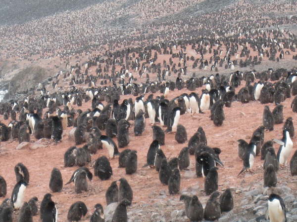 Adelie penguin colony