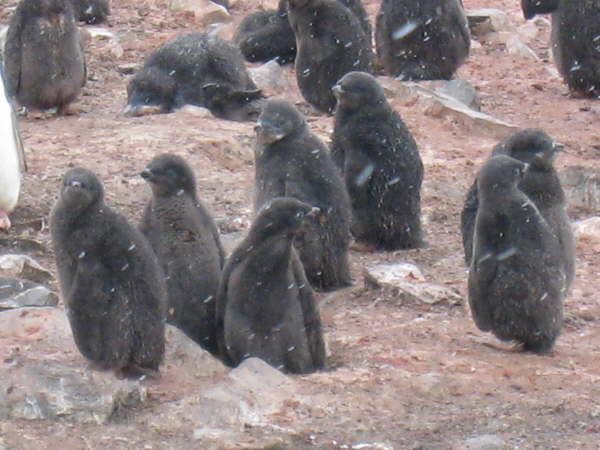 Adelie Penguin chicks