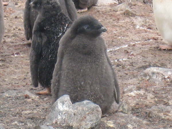Adelie Penguin chick