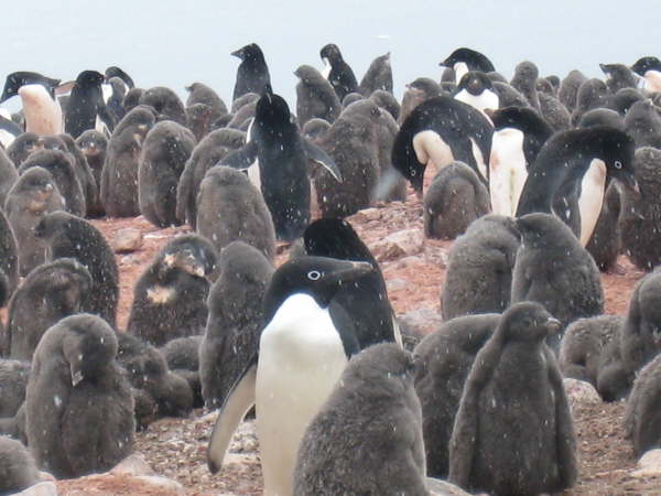 Adelie Penguins