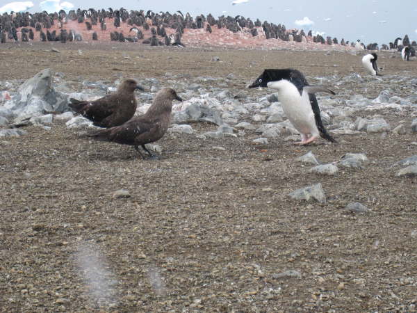 Adelie Penguin seeing off two skuas