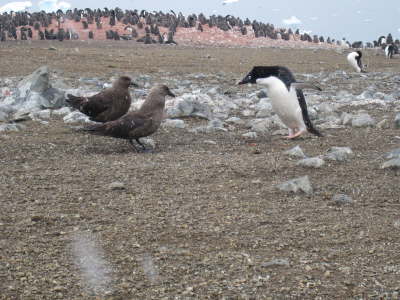 Adelie penguin seeing off a pair of skuas