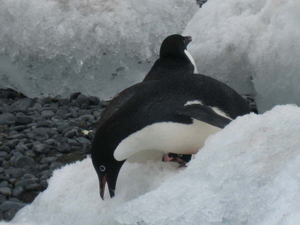 Adelie Penguin eating snow