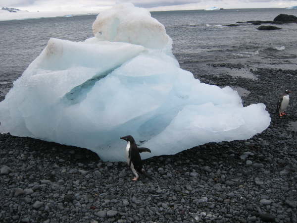 Brown Bluff, Antarctic Peninsula (Adelie Penguin colony)