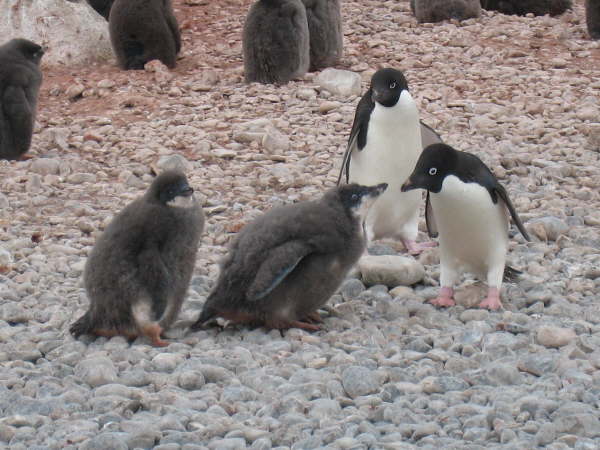 Adelie Penguin and chicks