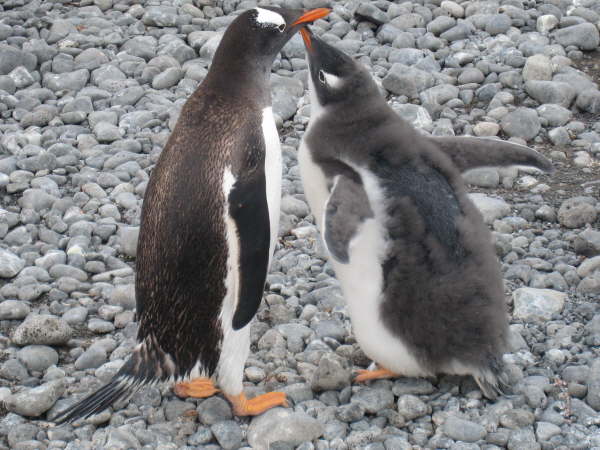 Gentoo Penguin and chick