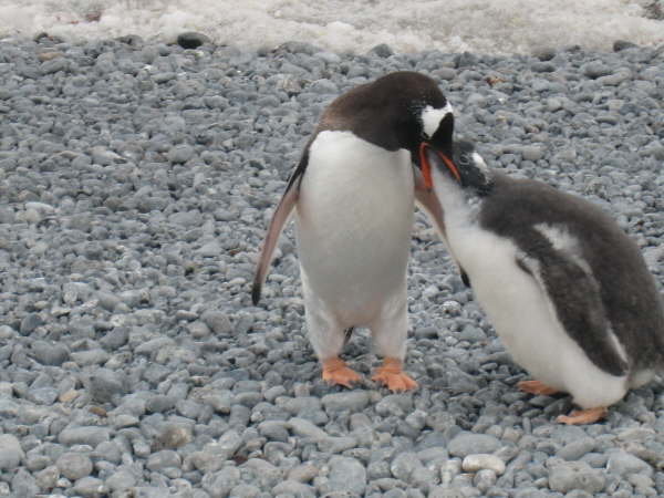 Gentoo Penguin and chick