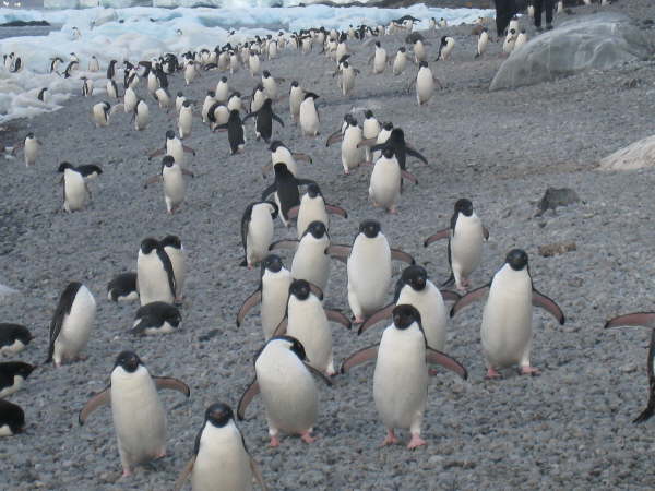 Brown Bluff, Antarctic Peninsula (Adelie Penguin colony)