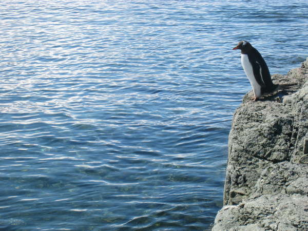 Gentoo Penguin diving in: going ...