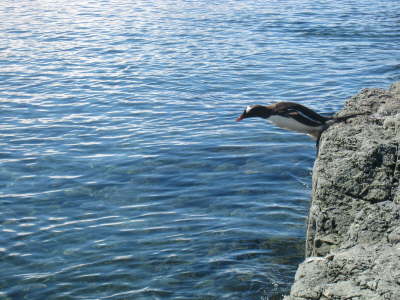 Gentoo Penguin diving in: going ...