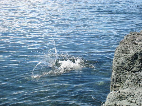 Gentoo Penguin diving in: gone !!