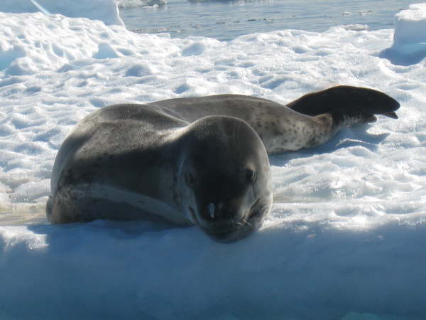Leopard Seal