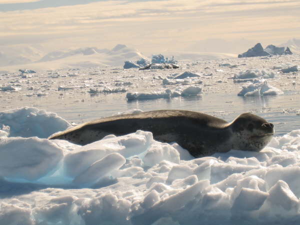 Leopard Seal